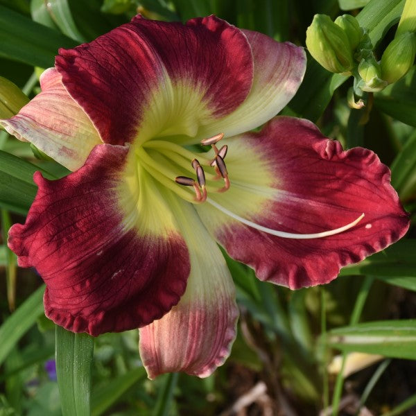Forsyth Paleface is a midseason, short, red and white bicolor daylily from Sterrett Gardens that is fragrant
