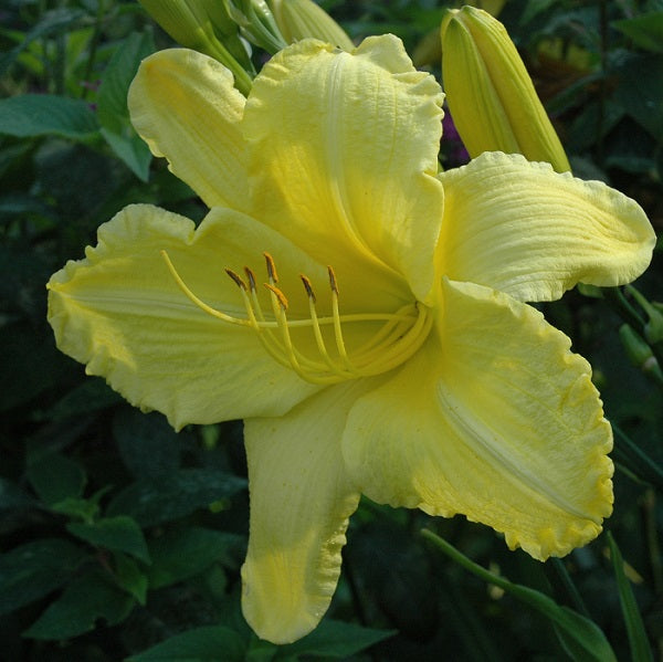 Fragrant Light is a midseason, short, light yellow self daylily from Sterrett Gardens that is very fragrant
