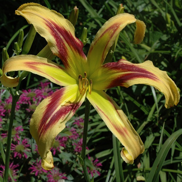 Free Wheelin' is an extra early, large, cream yellow daylily from Sterrett Gardens with burgundy eye, spider(4.69:1), Award of Merit 2013