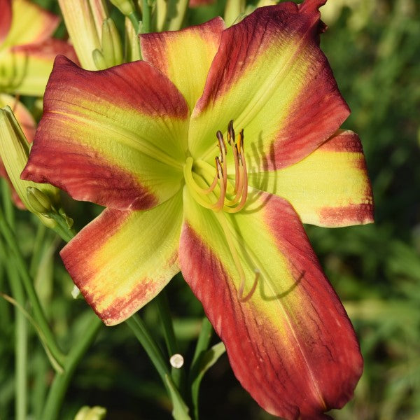 Fried Green Toamtoes is a midseason, tomato red daylily from Sterrett Gardens with large green throat