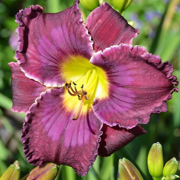 From Sea to Shining Sea is a midseason, merlot daylily from Sterrett Gardens with dark lavender eye and edge, fragrant