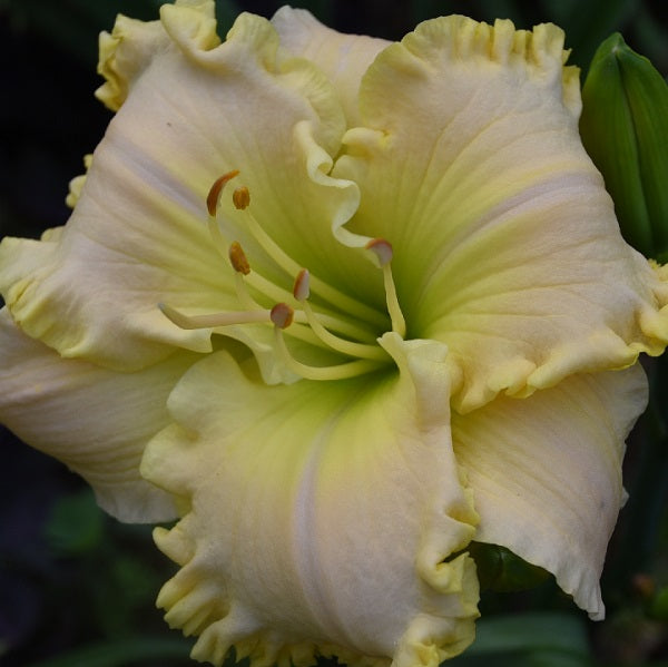 Frosted is a mid-late ruffled cream-pink blend daylily from Sterrett Gardens with vivid GT