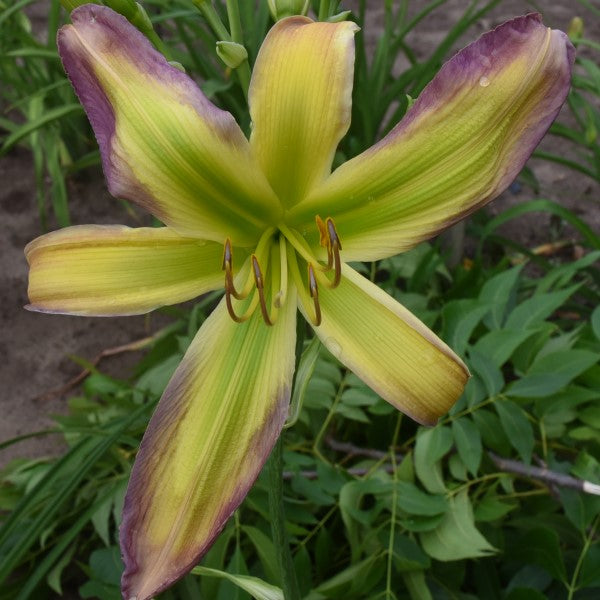 Frozen Arrowhead is a midseason, large, lavender pink daylily from Sterrett Gardens with a huge darker lavender patterned eye, yellow starburst throat