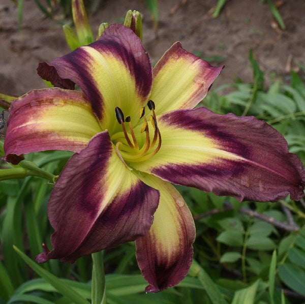 Galactic Starburst is a midseason, large, gray purple daylily from Sterrett Gardens with dark purple eye, unusual form (crispate)