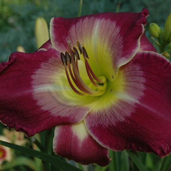 Galileo is an early midseason, deep velvet purple daylily from Sterrett Gardens with huge lavender white watermark, Honorable Mention Award 2019