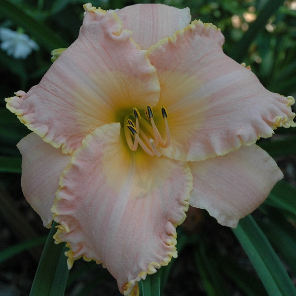 Garden Go Getter is a midseason, bisque pink daylily from Sterrett Gardens with very ruffled light GT