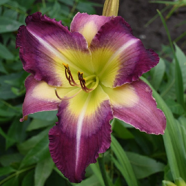 Georgetown Indigo is an early midseason, grape daylily from Sterrett Gardens with lavender watermark