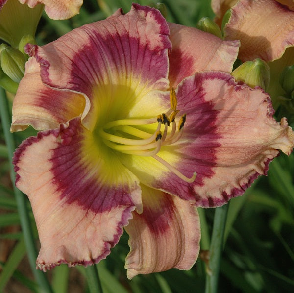 Get Jiggy is an early cream daylily from Sterrett Gardens with multibanded violet eye, Award of Merit 2018