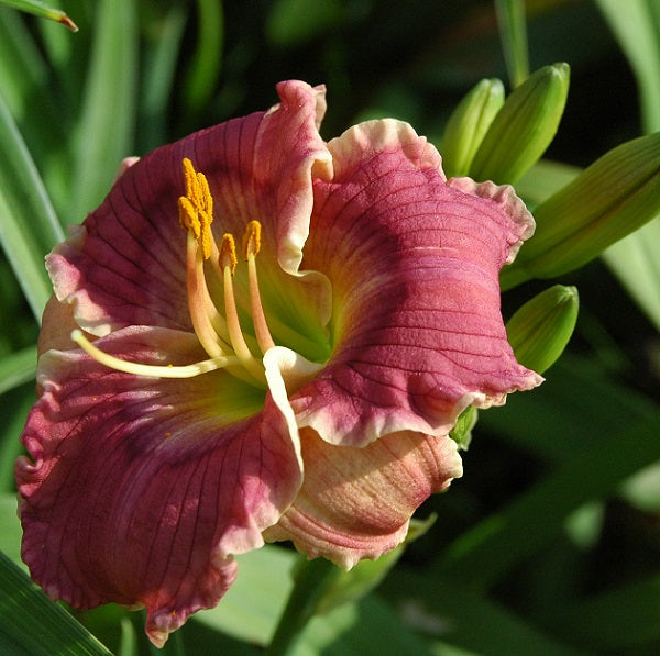 Gizmo is a short, small, raspberry daylily from Sterrett Gardens with lavender eye, fuchsia watermark, cream edge, Honorable Mention Award 2003