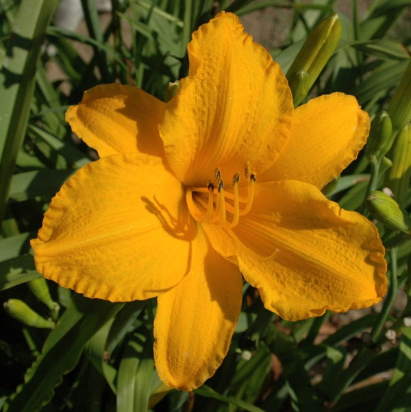 Golden Prize is a late, gold self daylily from Sterrett Gardens that was awarded Lenington Award 1987