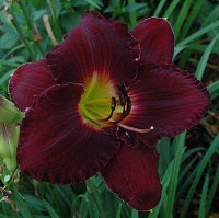 Goodnight Lucy is an early midseason, dark grape daylily from Sterrett Gardens with red watermark