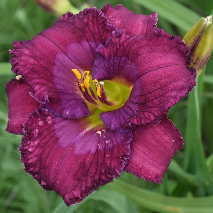 Grape Pearls is a midseason, grape purple daylily from Sterrett Gardens with prominent lavender purple eye and edge