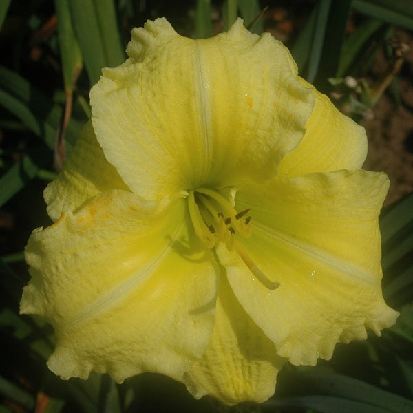 Grecian Gown is a midseason, lemon-cream blend daylily from Sterrett Gardens that is fragrant
