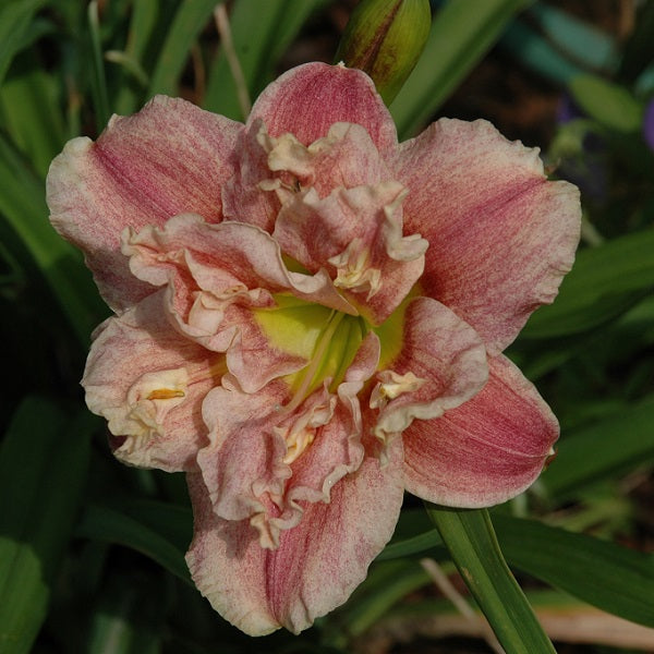 Greywood Dottie Dolittle is an early midseason, small, stippled pink daylily from Sterrett Gardens with slight rose blend, double (90%), Honorable Mention Award 2019