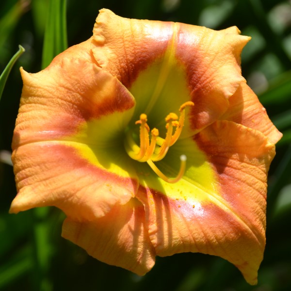Halloween Green is an early midseason, short, small, orange daylily from Sterrett Gardens with triangular red eye, Honorable Mention Award 2021