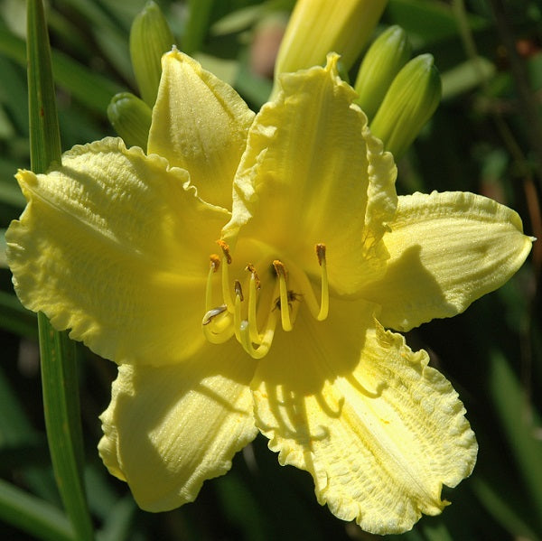 Happy Returns is an extra early, short, small, light yellow daylily from Sterrett Gardens that is fragrant