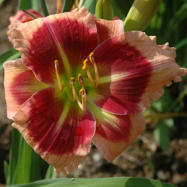 Hats Off to Sue is an early, short, small, red daylily from Sterrett Gardens with pink edge, fragrant, Honorable Mention Award 2019