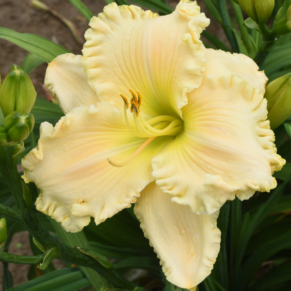 Have a Cigar is a midseason, soft pink daylily from Sterrett Gardens