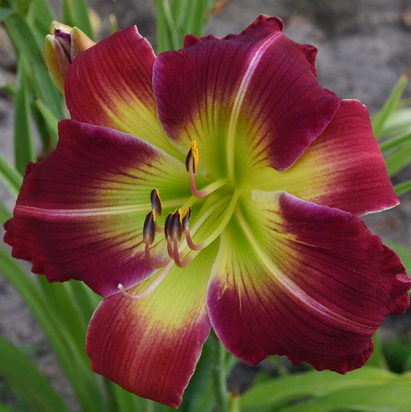 Heather's Red Wagon is an early midseason, bright red daylily from Sterrett Gardens with white midribs