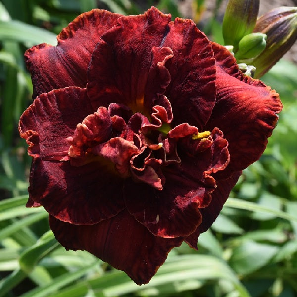 Heat of the Night is an early, garnet red daylily from Sterrett Gardens with cream yellow edge, double(99%), fragrant
