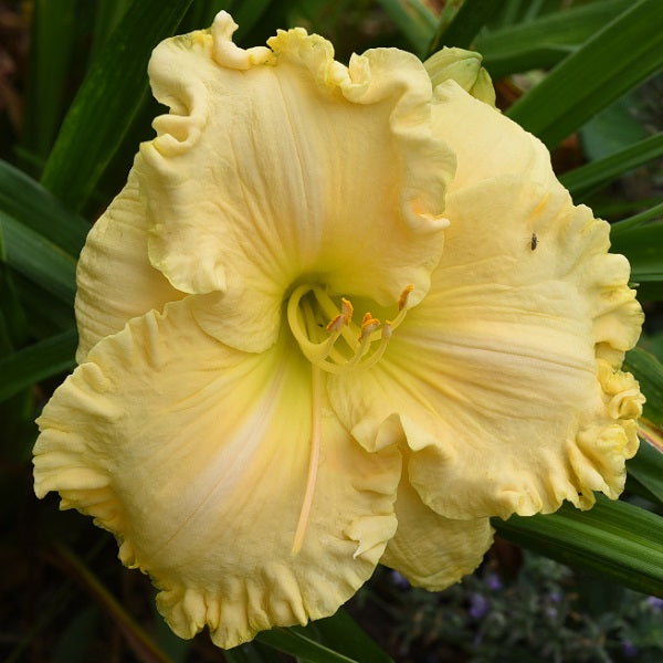 Heaven's Majesty is an early, short, cream polychrome daylily from Sterrett Gardens with fragrance