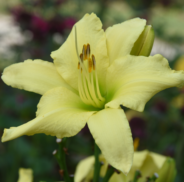Heavenly Angel Parade is a midseason, small, light yellow daylily from Sterrett Gardens with greenish cast, very fragrant