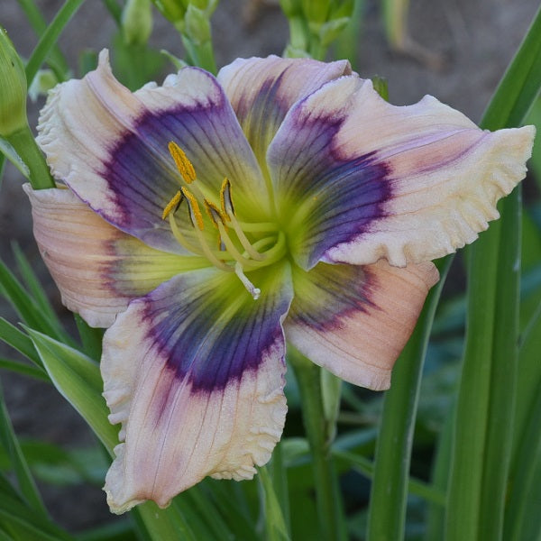 Heavenly Blue Eyes is an early midseason, cream pink daylily from Sterrett Gardens with blue-violet-purple marooned patterned eye, fragrant