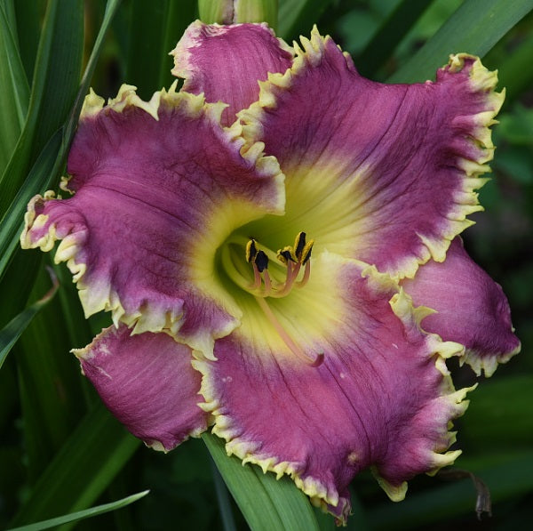 Heavenly Crusader is a late, short, mauve pink daylily from Sterrett Gardens with darker eye