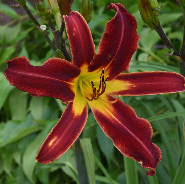 Heavenly Dark Night is an early, tall, large red daylily from Sterrett Gardens with darker eye, fragrant, UP(Crispate)
