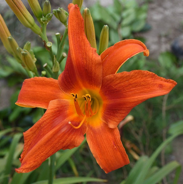 Heavenly Fireblaster is a mid-late, fiery orange daylily from Sterrett Gardens with darker eye, fragrant, unusual form (crispate)