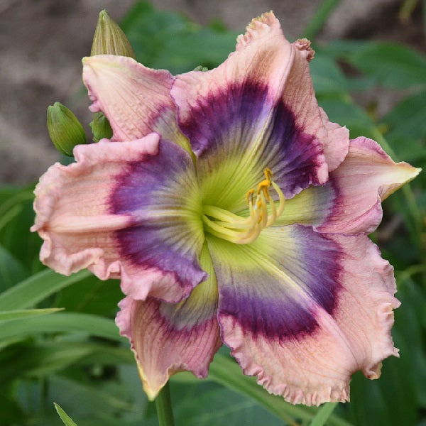 Heavenly I'm Seeing Blue is an early midseason, pink maroon daylily from Sterrett Gardens with multicolored pattered eye