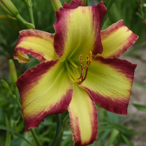 Heavenly Mirage is a midseason, raspberry red daylily from Sterrett Gardens with feathered rose pink eye, fragrant