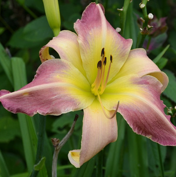 Heavenly Mr Fantastic is a midseason, tall, rose pink bicolor daylily from Sterrett Gardens with light pink watermark