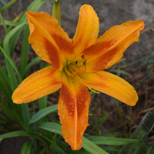 Heavenly Orange Scorcher is a midseason, large, orange daylily from Sterrett Gardens with red eye, fragrant