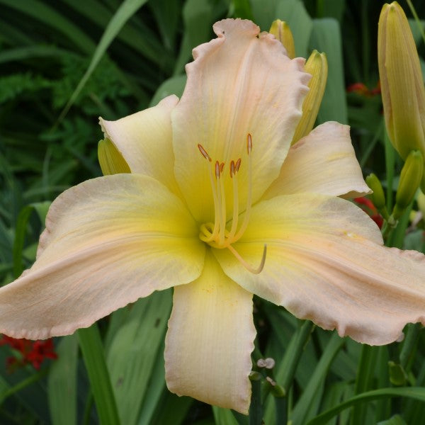 Heavenly Pink Bliss is a midseason, large shell pink daylily from Sterrett Gardensthat is fragrant