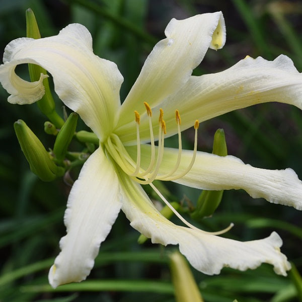 Heavenly Snow White is a midseason, tall, large snow white daylily from Sterrett Gardens with unusual form (Cascade)