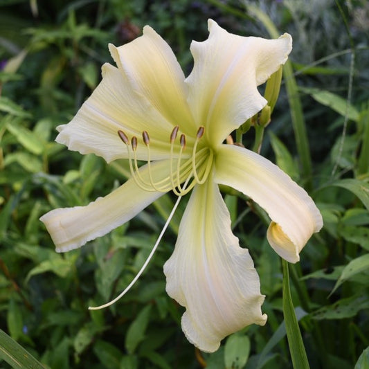 Heavenly Snow Flake is an early midseason, large, white daylily from Sterrett Gardensthat is fragrant, unusual form (Cascade)