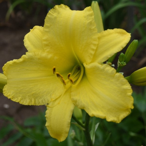 Heavenly Sunstar is an extra early, tall, canary yellow daylily from Sterrett Gardens that is very fragrant