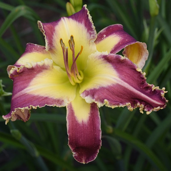 Heavenly Vampiress is a midseason, large, maroon purple daylily from Sterrett Gardens with lighter purple white watermark, white toothy edge, unusual form (Crispate)