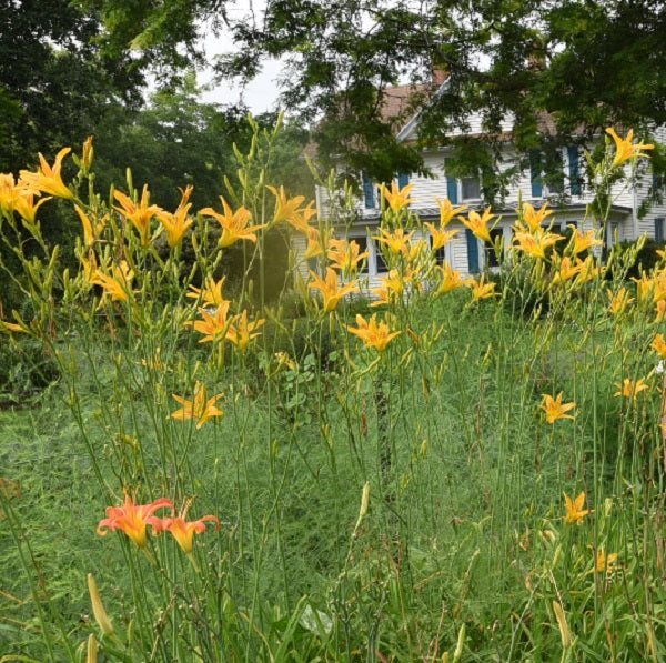 Hemerocallis altissima is a late, tall buttery yellow fading to light apricot species daylily from Sterrett Gardens