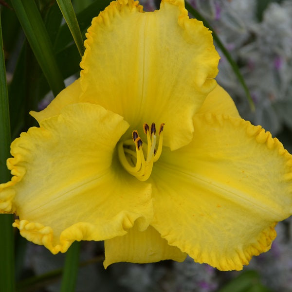 Midseason clear light yellow, darker edge