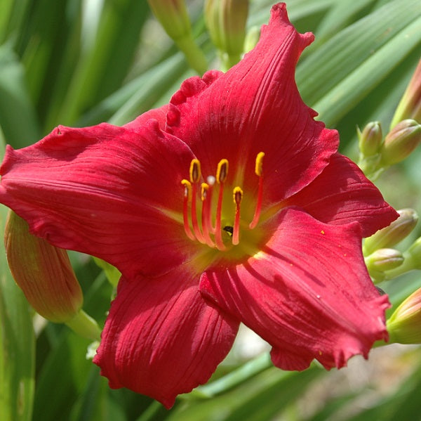 Her Best Bloomes is a midseason, warm pink blend daylily from Sterrett Gardens with yellow edges, Lenington Award 2015