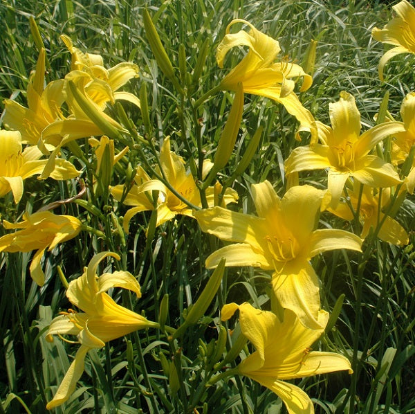 Heperus is a mid-late, tall orange-yellow historical daylily from Sterrett Gardens