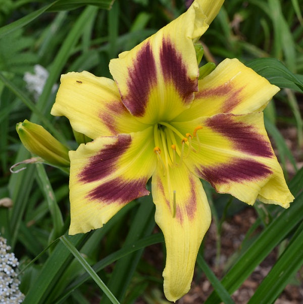 Hobbitskin Necktie is an early, yellow daylily from Sterrett Gardens with etched purple eye