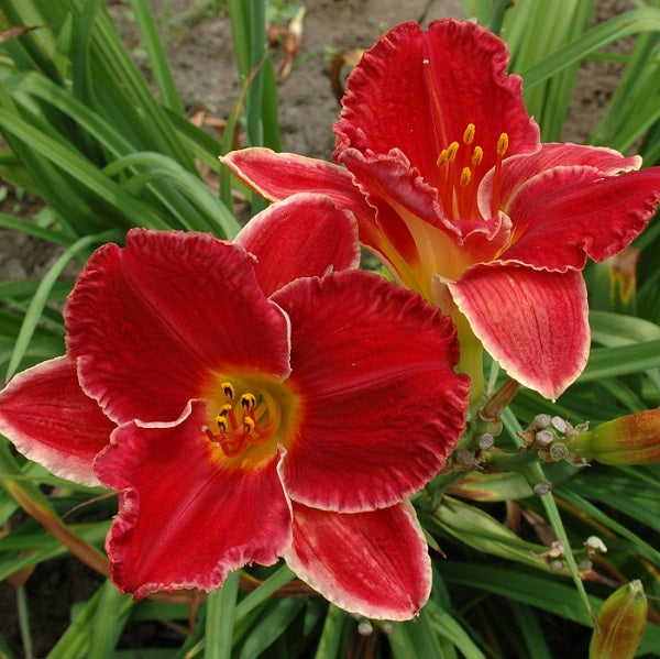 Holiday in Ital is a midseason, red daylily from Sterrett Gardens with narrow light edge