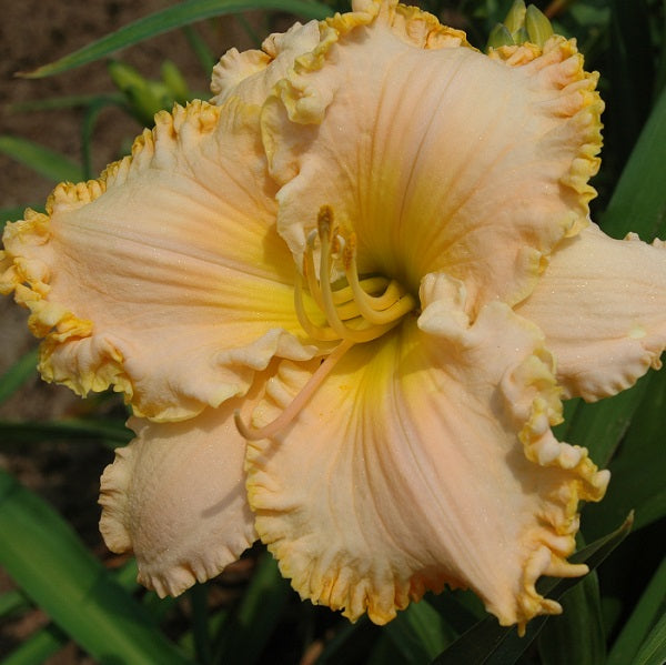 Homemade Peach Icecream is a mid-late, peach daylily from Sterrett Gardens with yellow edge, fragrant