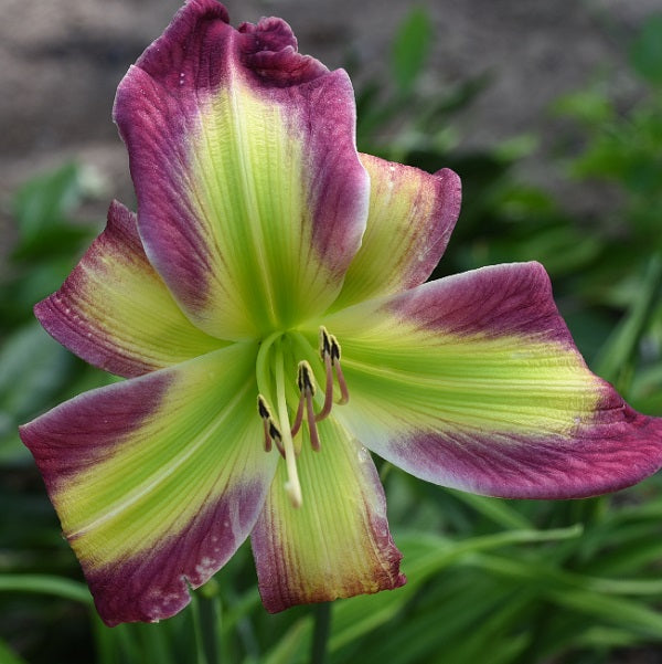 How Beautiful You Are is an early midseason, rose pink daylily from Sterrett Gardens with light feathered bluish pink eye