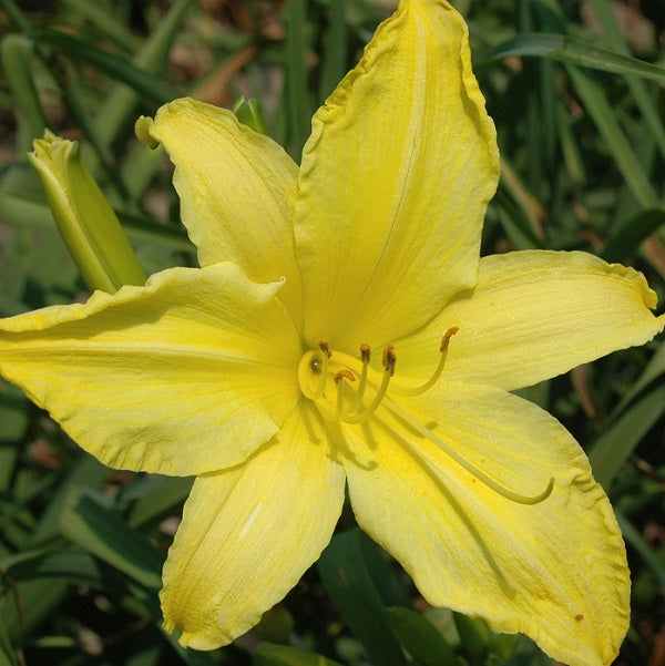 Hudson Valley is a midseason, large, light green yellow self daylily from Sterrett Gardens that is very fragrant