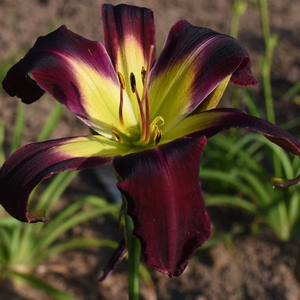 Humingousaur is an early, midseason, purple daylily from Sterrett Gardens that is unusual form (Crispate-Cascade), fragrant