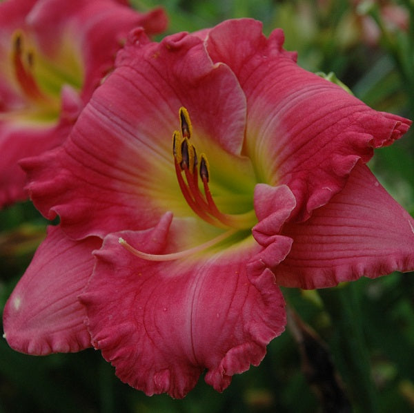 Hush Little Baby is a mid-late, short, rose pink blend daylily from Sterrett Gardens
